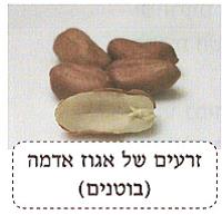 (בספר איור של:)